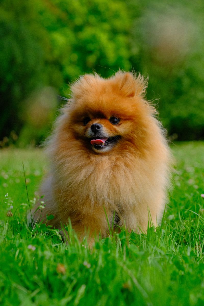 Pomeranian