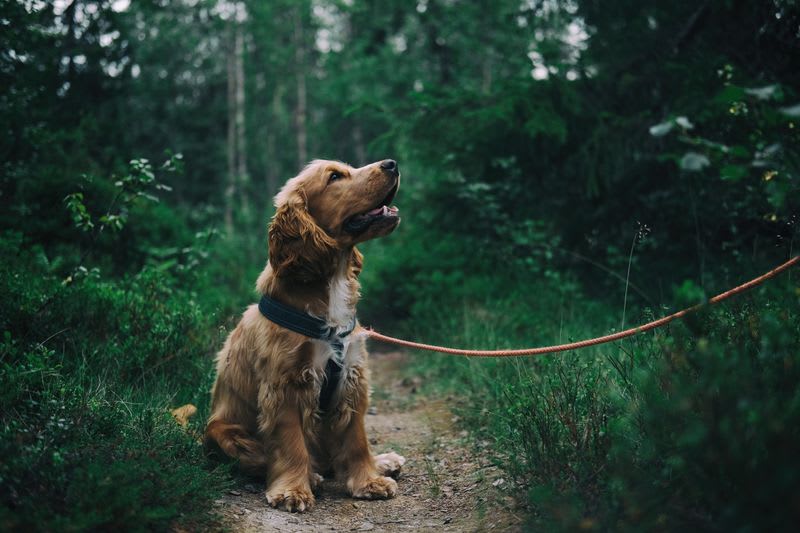 Cocker Spaniel