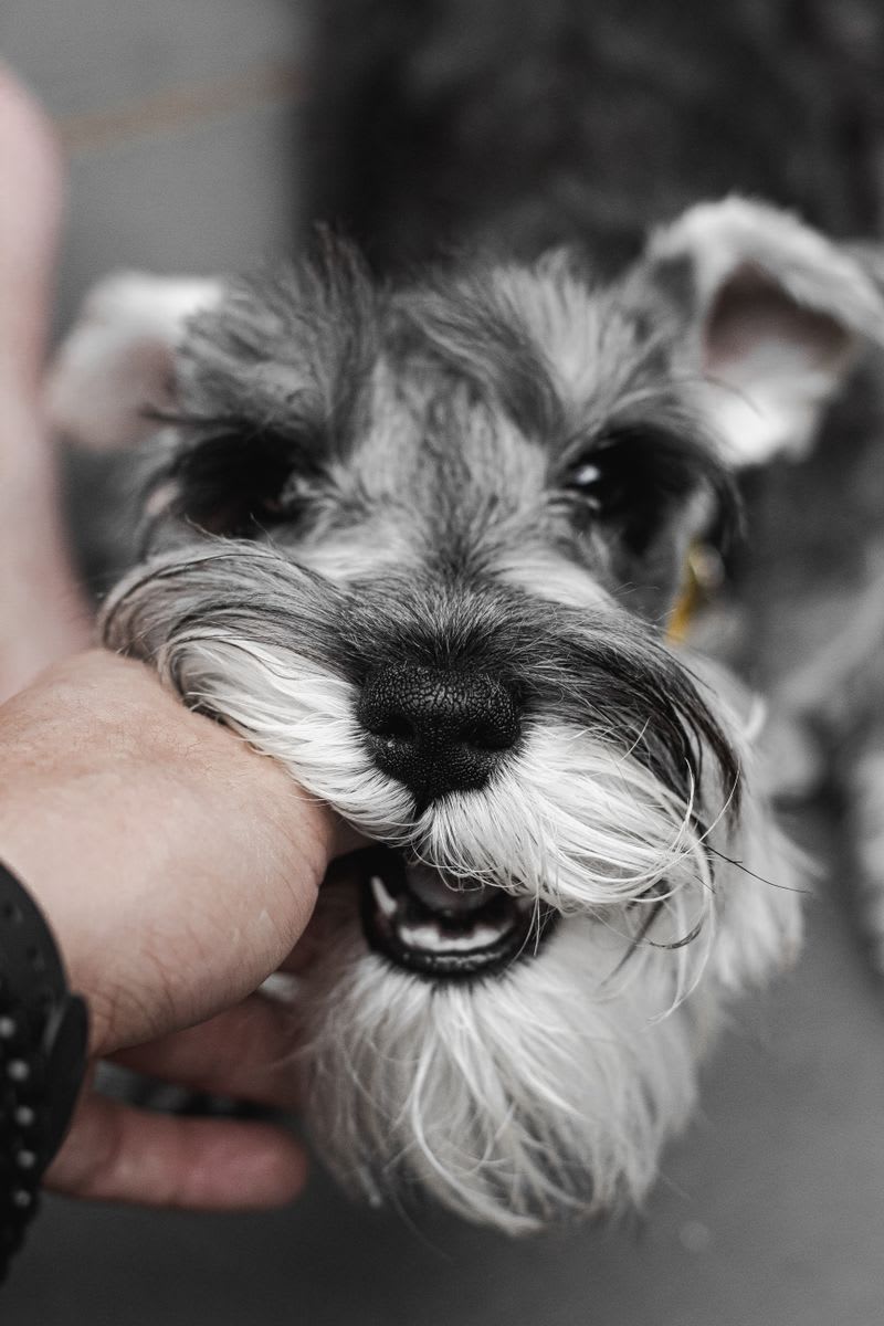 Schnauzer