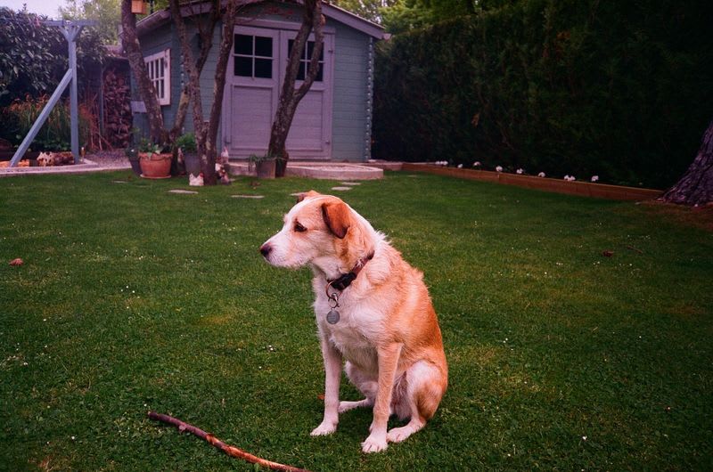 Golden Retriever in the garden