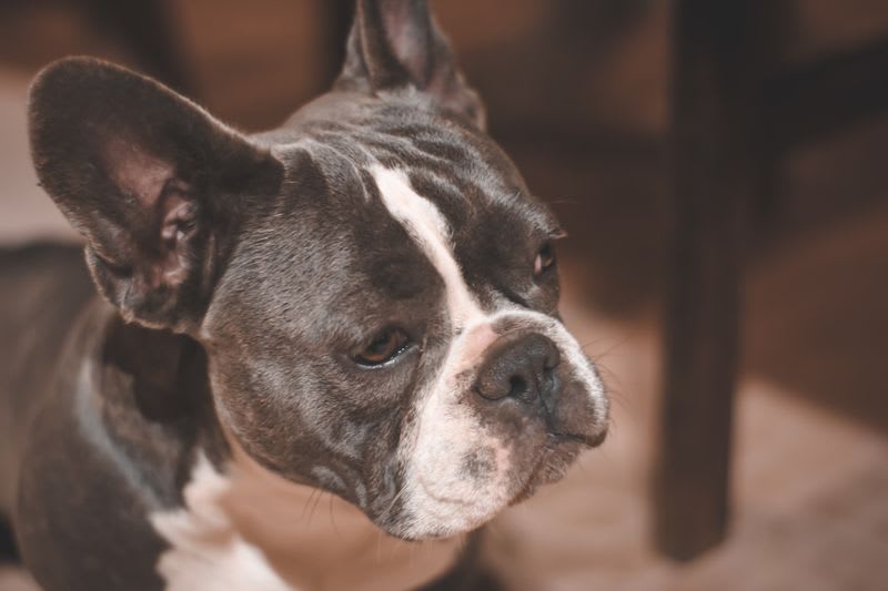 French Bulldog close-up