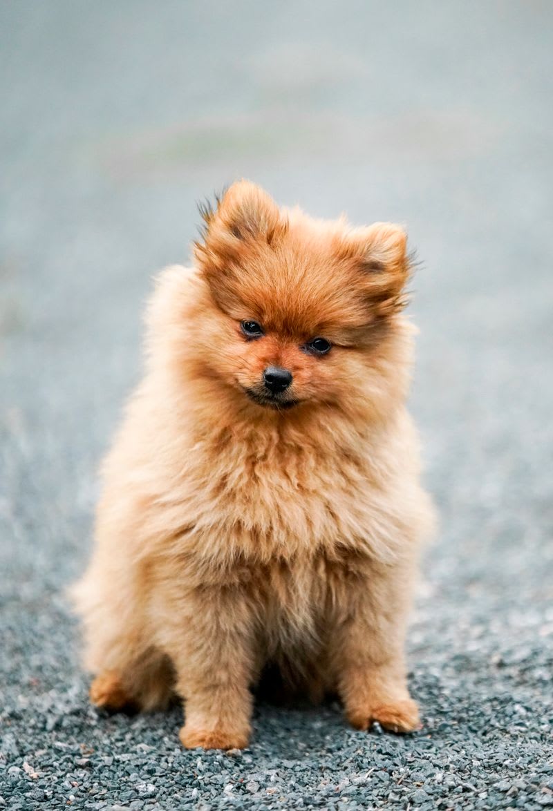 Fluffy Pomeranian puppy