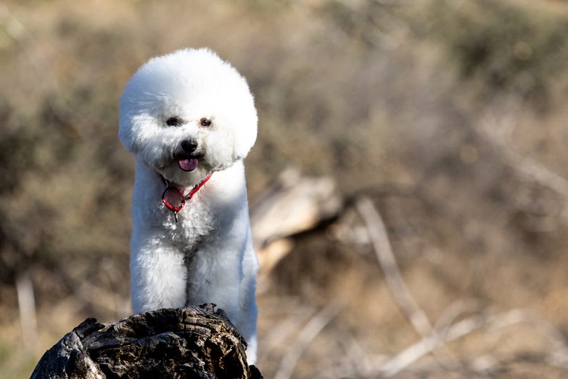 Bichon Frise on the rocks