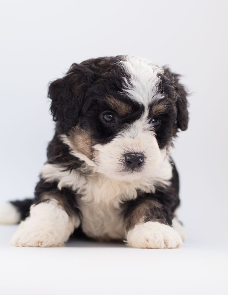 Poodle puppy