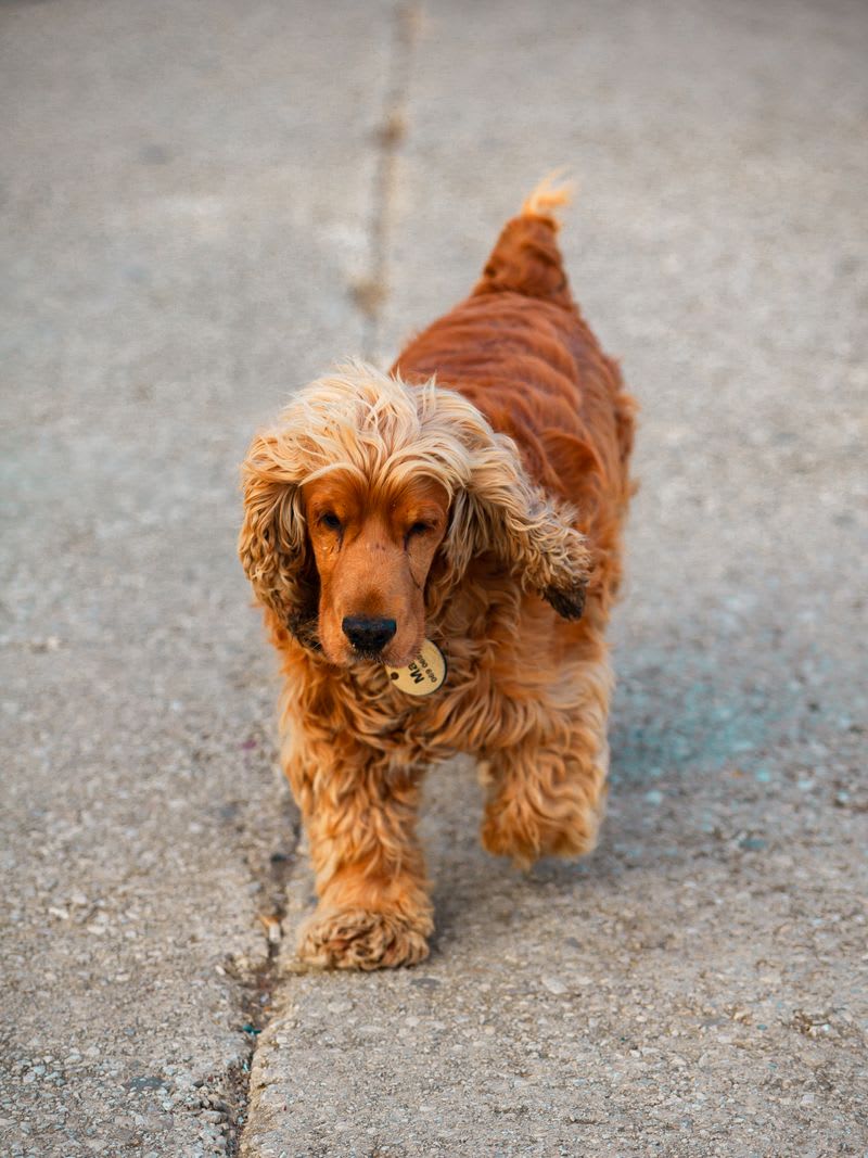 Cocker Spaniel on a stroll