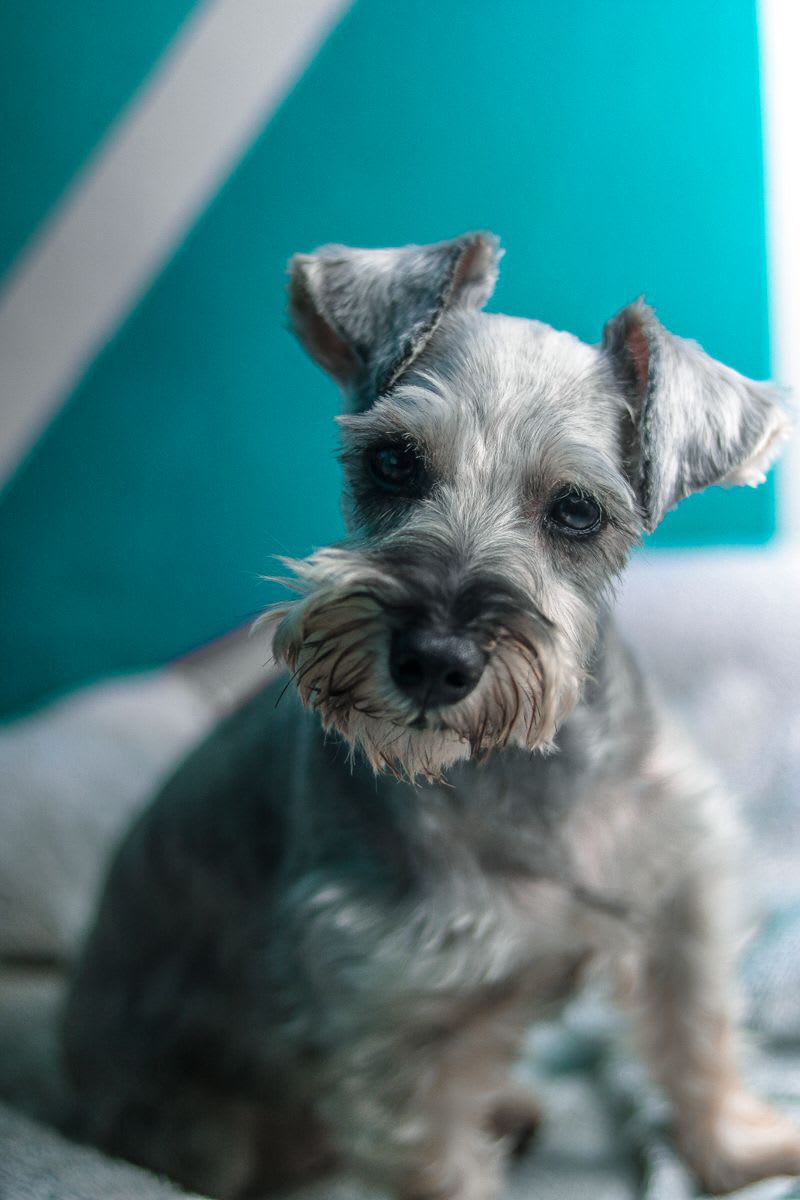 Miniature Schnauzer puppy