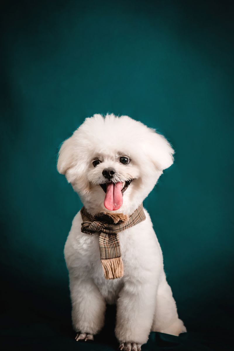 Bichon Bolognese