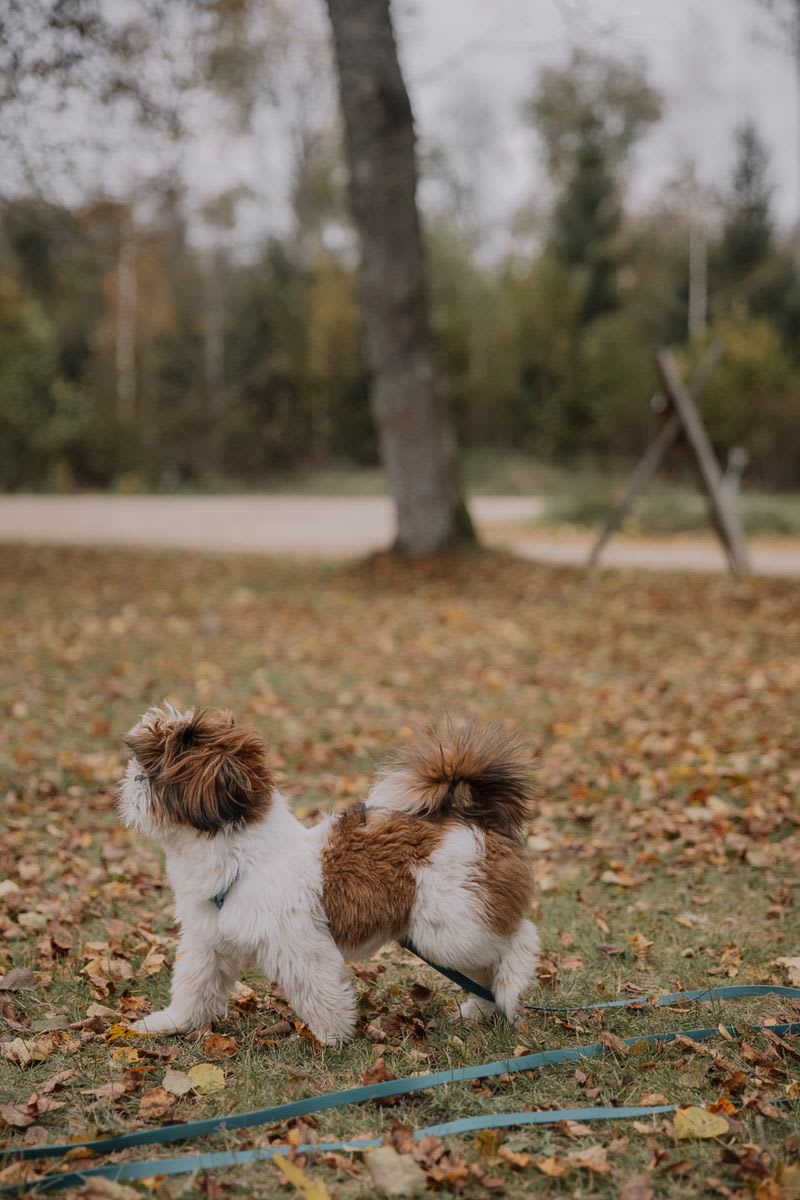 Shih Tzu in autumn park
