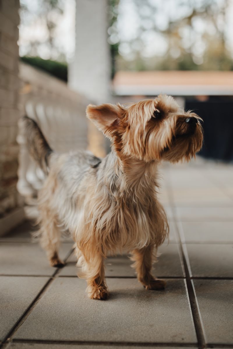 Yorkshire Terrier on porch