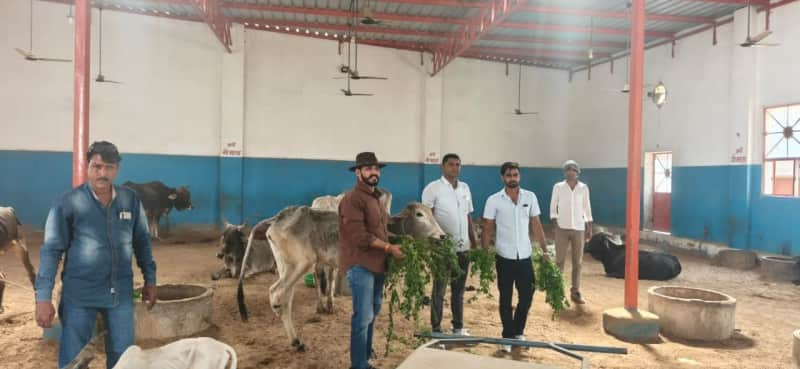 सीआर चौधरी जन्मदिवस पर मकराना में गौसेवा कार्यक्रम आयोजित
