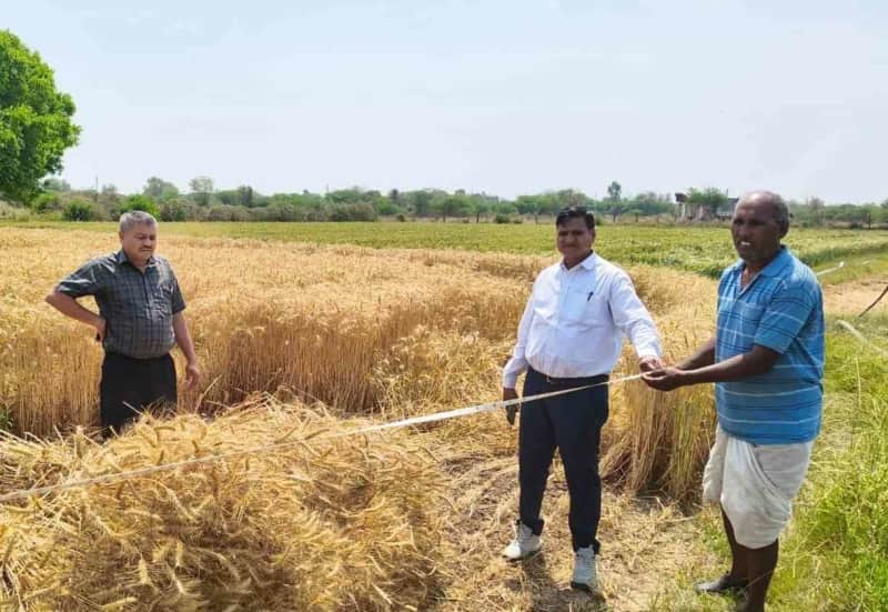 पारदर्शी फसल कटाई प्रयोग से किसानों को वास्तविक लाभ
