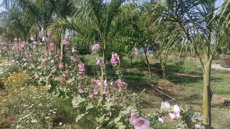 सवाई माधोपुर कन्या महाविद्यालय परिसर महकता हरियाली और फूलों से