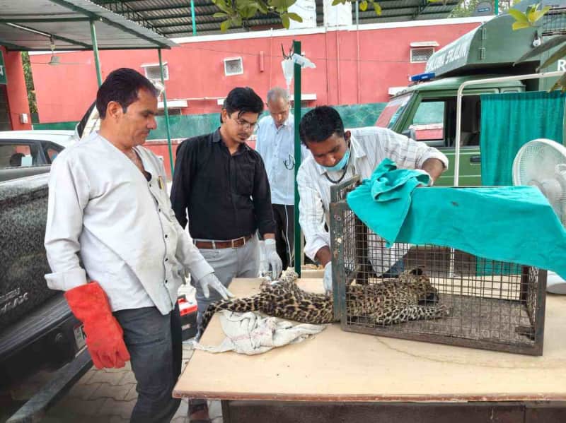 रणथंभौर में मादा पैंथर शावक का सफल रेस्क्यू