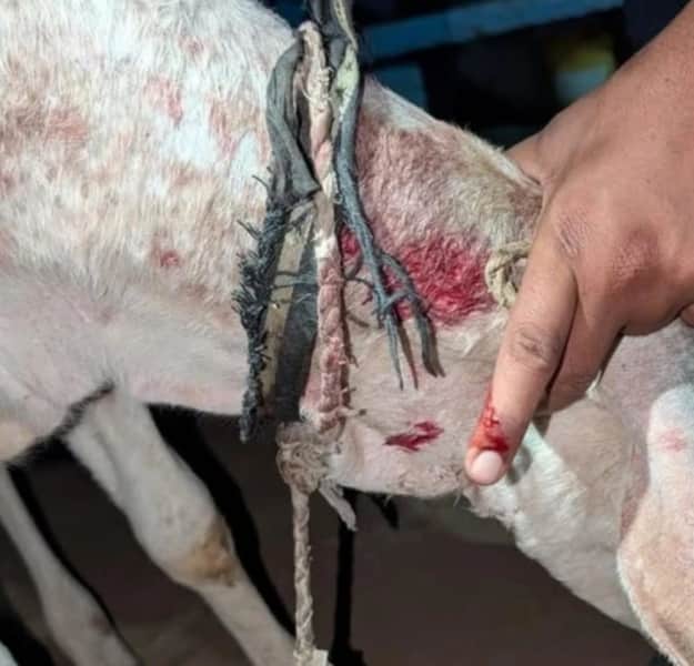 फलौदी फैक्टरी में पैंथर का आतंक, बकरी बछड़े का शिकार