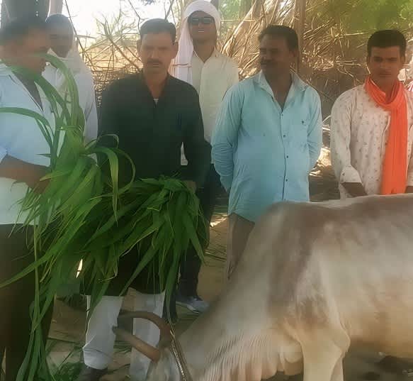 मानव कल्याण सेवा समिति ने गौशाला में हरा चारा खिलाया