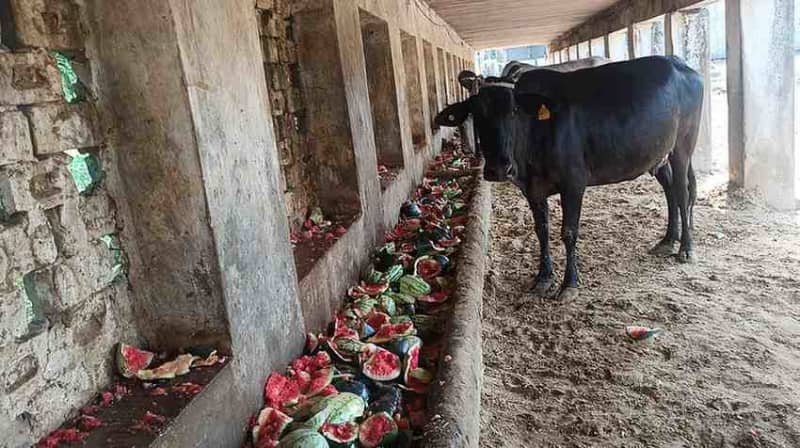 सोमवती अमावस्या पर सुंदरकांड पाठ और गौ सेवा आयोजन