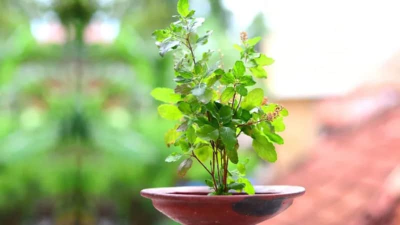 तुलसी के पास भूलकर भी न रखें ये चीजें, जानें वास्तु नियम