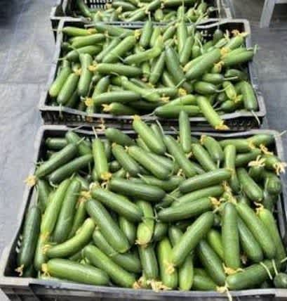 70 साल के किसान ने जैविक खीरे से कमाए 30 लाख, पॉलीहाउस खेती बनी कमाई का मॉडल
