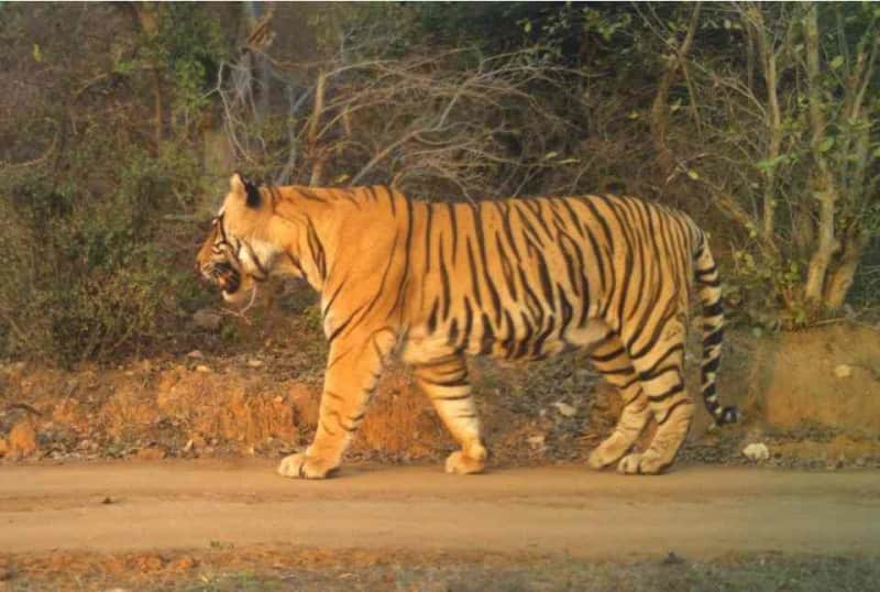 रणथम्भौर में बाघ T-108 की सेहत में सुधार, वन विभाग सतर्क