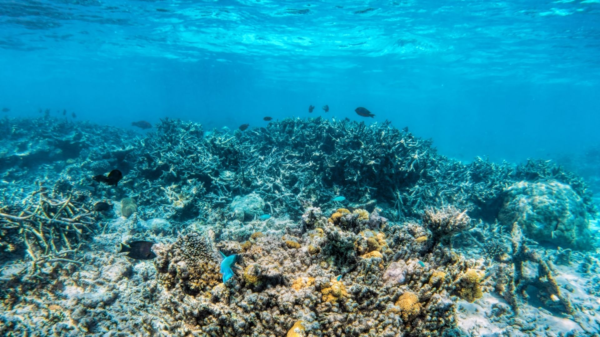 Oceans Under Pressure — The Growing Instability of the Marine Carbon Sink