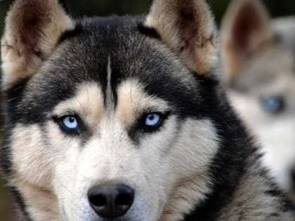 Вор увел хаски со двора и хотел продать. Но пса вернули хозяину