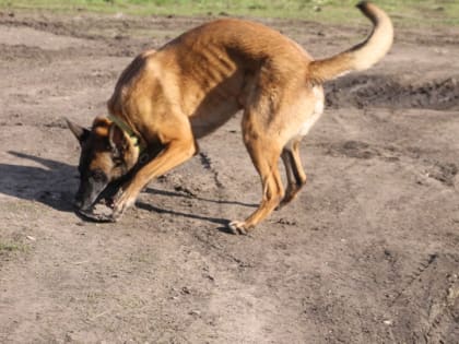 В Саратове бездомная собака покусала 13-летнюю девочку. Возбуждено дело