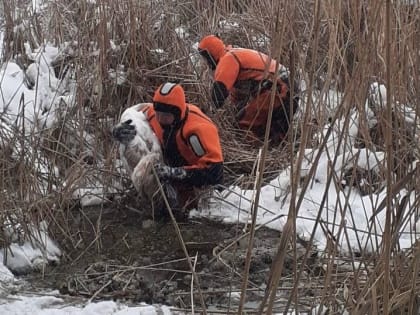 Вмерзавшего в лед лебедя саратовские спасатели передали в питомник