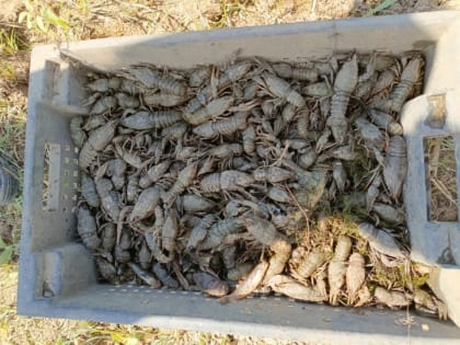 Нерестовый запрет. У саратовских рыбаков изъяли еще 250 орудий лова