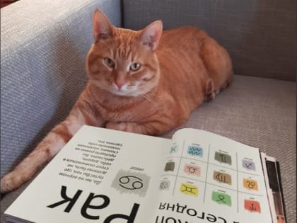 Сегодня отмечают день кошек