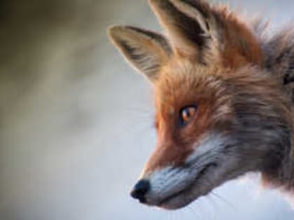 Из-за бешеной лисы в Пугачевском районе объявили карантин