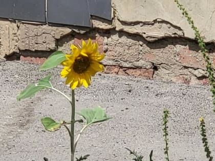 В Саратове тепло и ветренно