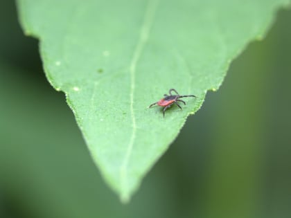 Сегодня отмечается Всемирный день борьбы с энцефалитом
