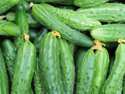 Саратовцев вновь ждет ярмарка на Театральной площади