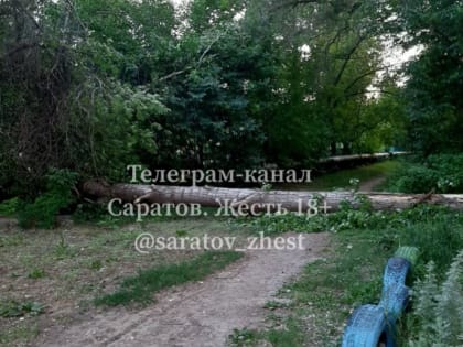В Ленинском районе на пешеходную тропинку рухнуло большое дерево