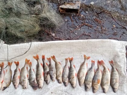 Нерестовый запрет. Саратовские рыбаки лишились еще 24 лодок и километра сетей