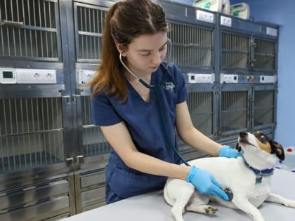 Россияне смогут получить налоговый вычет на лечение животных