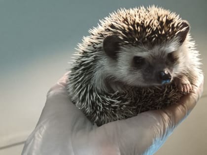 Сворачивался в клубок и шипел. Ветеринары смогли помочь ежику