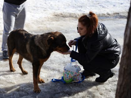 На территории областного центра продолжаются мероприятия по отлову бездомных животных