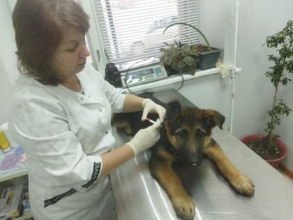 Вакцинация против бешенства в Саратовской области