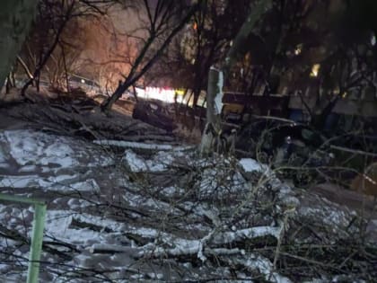 Саратовцы о неубранных после опиловки ветках: 