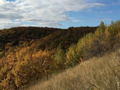 Саратовская область снова вводит ограничения на посещение лесов