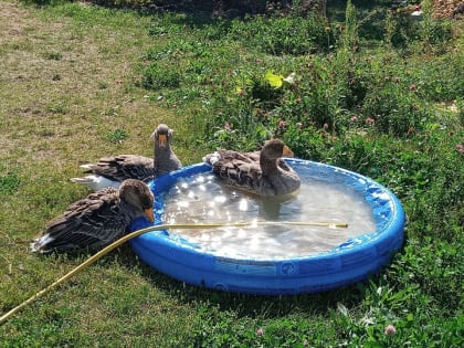 Рабочий день в жару могут сократить