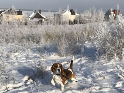 Морозы в Саратовской области начнут слабеть