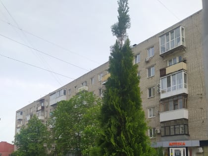 Продолжаются работы по озеленению города