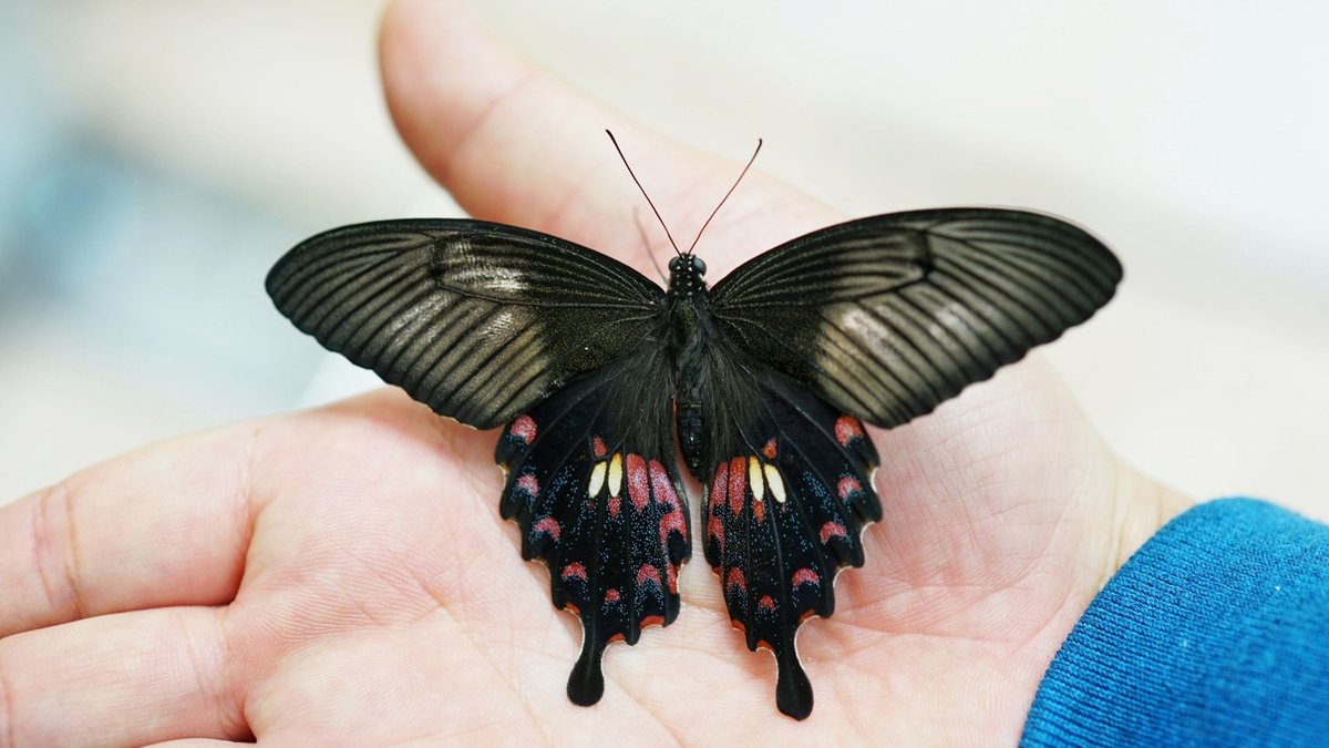 Butterfly Wings Inspire Better Solar Panels - solar panels