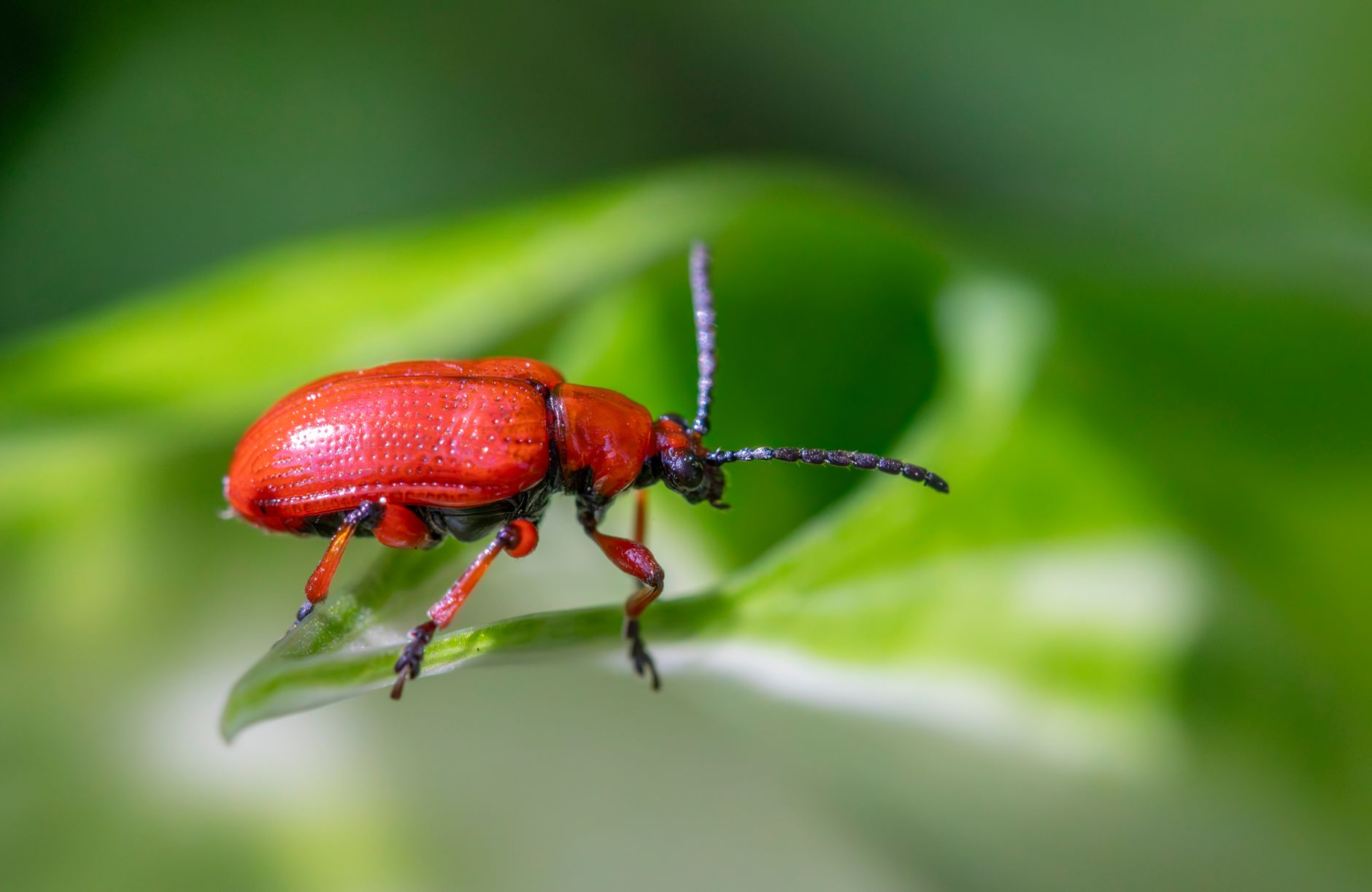 The Importance of Regular Pest Checkup For Your Home