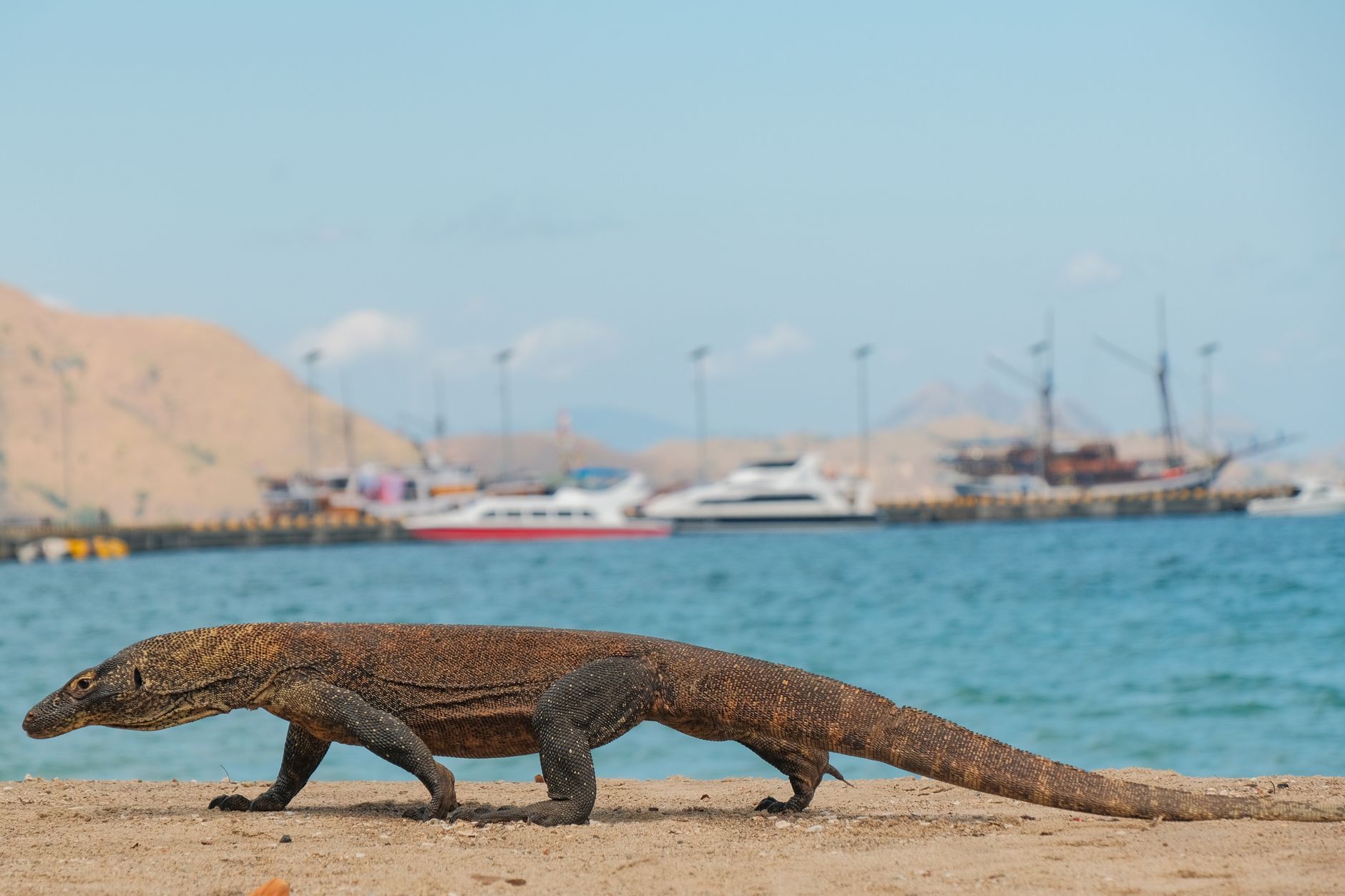 Komodo Tour Adventure with Discovery Komodo Adventure