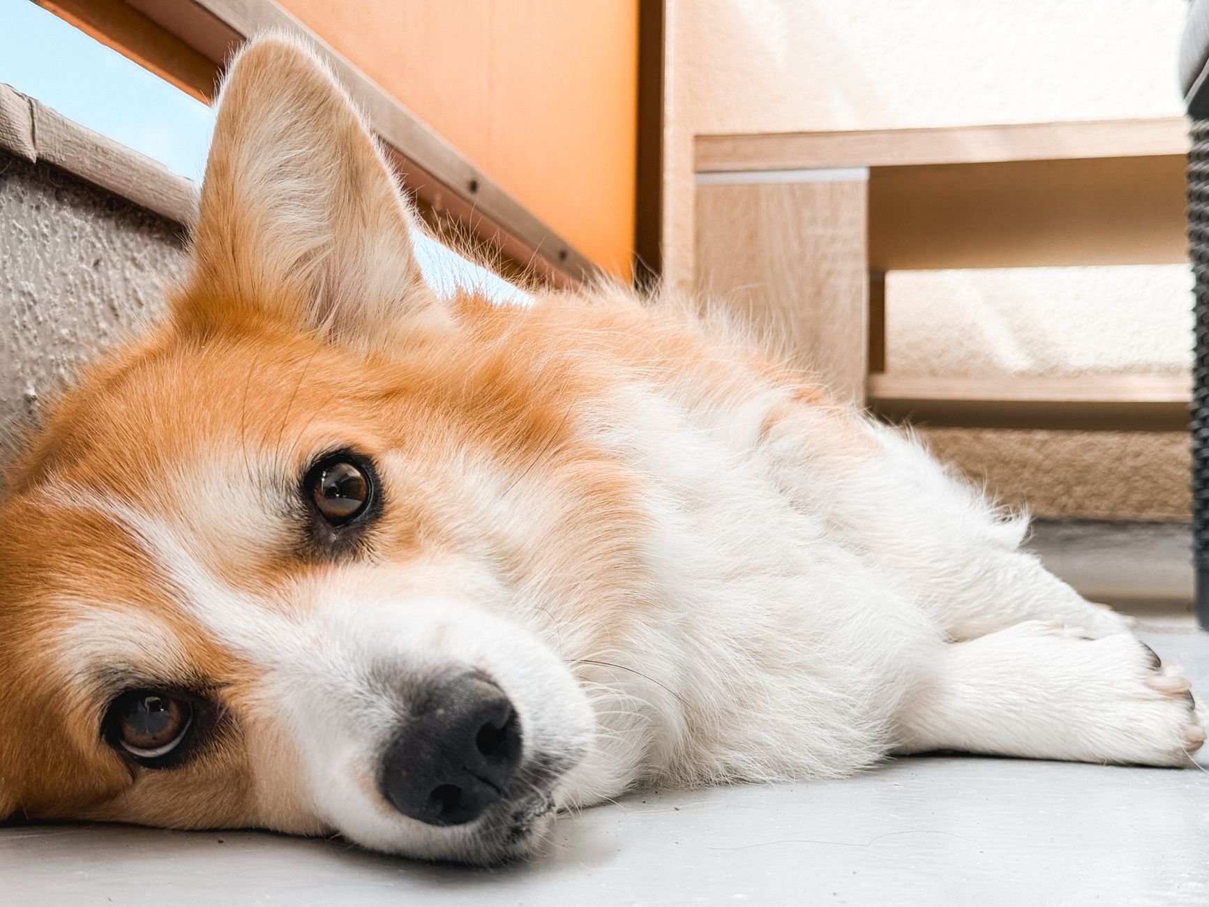 Why You Should Choose A Pet-Friendly Apartment