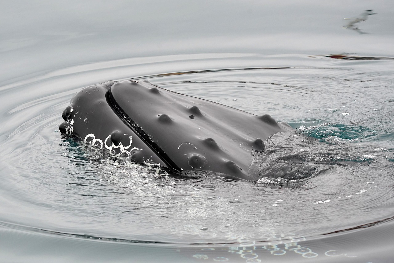 Ningaloo Humpback Whales: Things You Need to Know When Swimming With Them