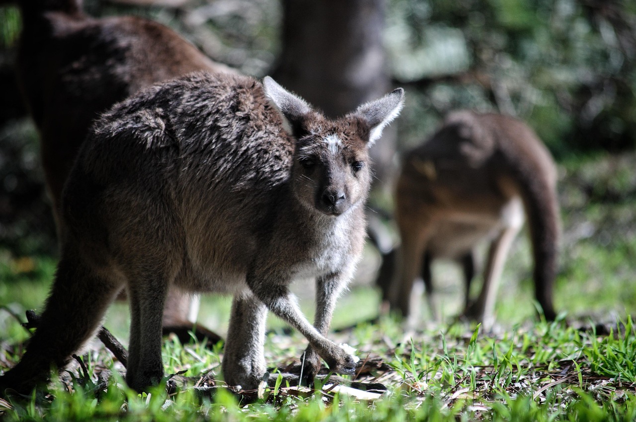 Australia battles to protect its underwater forests